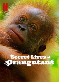 Download Secret Lives of Orangutans (2024) WEB-DL Dual Audio Hindi ORG 1080p | 720p | 480p [260MB] download